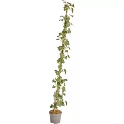 Großblättriger Irischer Efeu Set à 50 Stück Höhe 125 - 150 Cm Topf Ca. 1,5 L