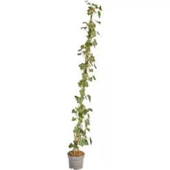 Großblättriger Irischer Efeu Set à 150 Stück Höhe 125 - 150 Cm Topf Ca. 1,5 L