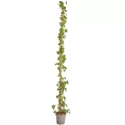 Großblättriger Irischer Efeu Set à 75 Stück Höhe 175 - 200 Cm Topf Ca. 1,5 L