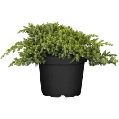 OBI Kriech-Wacholder "Nana" Höhe Ca. 10 - 20 Cm Topf Ca. 5 L Juniperus