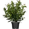 Kirschlorbeer Topf-Ø Ca. 26 Cm Prunus Laurocer. Kleopatra
