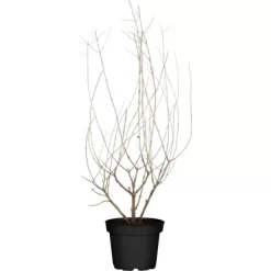 Blauraute "Bienenbuffet" Blau Höhe Ca. 30 - 40 Cm Topf Ca. 3 L Perovskia