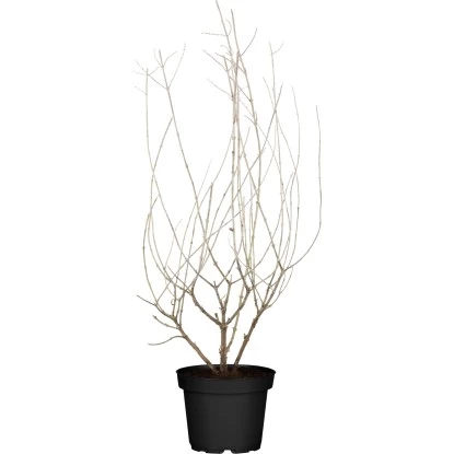 Blauraute "Bienenbuffet" Blau Höhe Ca. 30 - 40 Cm Topf Ca. 3 L Perovskia 1 Blauraute "Bienenbuffet" Blau Höhe Ca. 30 - 40 Cm Topf Ca. 3 L Perovskia