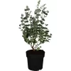 Eukalyptus "Azura" Busch Höhe Ca. 40 - 60 Cm Topf-Ø Ca. 19 Cm Eucalyptus