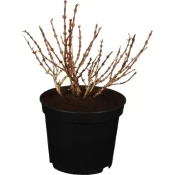 Weigelie "Picobella" Rosa Höhe Ca. 30 - 40 Cm Topf Ca. 4,6 L Weigelia