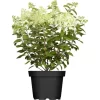 Rispenhortensie "Whitelight" Höhe Ca. 80 - 100 Cm Topf Ca. 16 L Hydrangea
