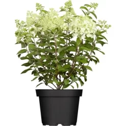 Rispenhortensie "Whitelight" Höhe Ca. 80 - 100 Cm Topf Ca. 16 L Hydrangea