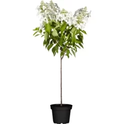 Rispenhortensie "Whitelight" Stämmchen Höhe Ca.60 - 80cm Topf Ca. 10 L