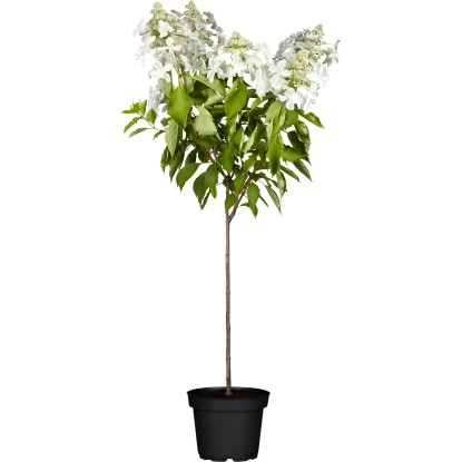 Rispenhortensie "Whitelight" Stämmchen Höhe Ca.60 - 80cm Topf Ca. 10 L 1 Rispenhortensie "Whitelight" Stämmchen Höhe Ca.60 - 80cm Topf Ca. 10 L