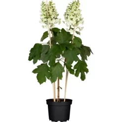 Eichenblättrige Hortensie Laubschön Weiß-Rosa Topf Ca. 5 L Hydrangea