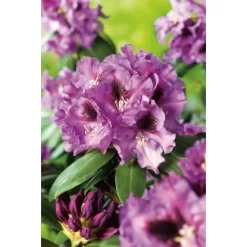 OBI Rhododendron-Hybride "Rasputin" Violett Höhe Ca. 20 - 30 Cm Topf Ca. 5 L -Schwingen Sie Ihre Topfpflanzen. 18 Rhododendron Rasputin 2