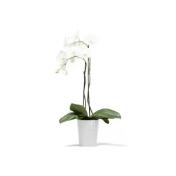 Ecopots Pflanztopf Morinda Weiß 17 Cm X 19,2 Cm -Schwingen Sie Ihre Topfpflanzen. 2100 Morinda17PureWhite 01