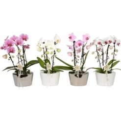 Weihnachtsarrangement Mit Schmetterlingsorchidee 2-Trieber Topf-Ø Ca. 21 Cm