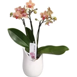 Schmetterlings-Orchidee 3-Trieber In Weißer Keramik Topf-Ø Ca. 9 Cm -Schwingen Sie Ihre Topfpflanzen. 2274025 4883 3