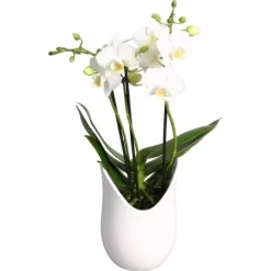 Schmetterlings-Orchidee 3-Trieber In Weißer Keramik Topf-Ø Ca. 9 Cm -Schwingen Sie Ihre Topfpflanzen. 2274025 4883 4