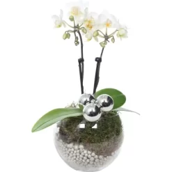 Weihnachtsarrangement Mit Mini-Orchidee Topf-Ø Ca. 6 Cm