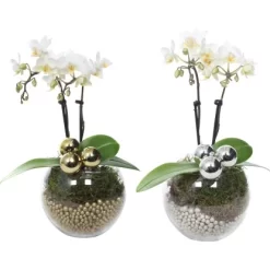 Weihnachtsarrangement Mit Mini-Orchidee Topf-Ø Ca. 6 Cm -Schwingen Sie Ihre Topfpflanzen. 2274074 4883 3