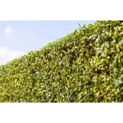 Liguster "Atrovirens" Höhe Ca. 80 - 100 Cm Topf Ca. 5 L Ligustrum Vulgare -Schwingen Sie Ihre Topfpflanzen. 2448686 3358 3