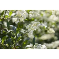 Liguster "Atrovirens" Höhe Ca. 80 - 100 Cm Topf Ca. 5 L Ligustrum Vulgare -Schwingen Sie Ihre Topfpflanzen. 2448686 3358 4