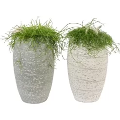 Arrangement Mit Rutenkaktus Topf-Ø Ca. 17 Cm