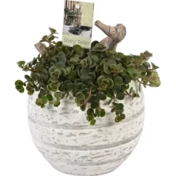 Arrangement Mit Mauerpfeffer Topf-Ø Ca. 16 Cm