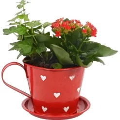 Arrangement Flammendes Käthchen In Zinktasse Topf-Ø Ca. 13 Cm