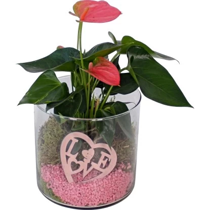 Arrangement Mit Flamingoblume Topf-Ø Ca. 15 Cm 1 Arrangement Mit Flamingoblume Topf-Ø Ca. 15 Cm