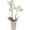 Schmetterlingsorchidee 2-Trieber Weiß In Keramik Topf-Ø Ca. 12 Cm
