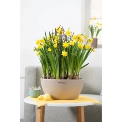 Lechuza Pflanzgefäß Cubeto Stone 40 Sandbeige Ø 40 Cm -Schwingen Sie Ihre Topfpflanzen. 262682 4186 4