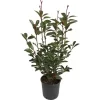 GROW By OBI Glanzmispel "Red Robin" Höhe Ca. 40 - 50 Cm Topf Ca. 5 L Photinia