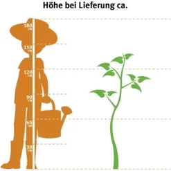 OBI Sommerapfel "Weißer Klarapfel" Gelb-Grün Höhe Ca.120-140 Cm Topf Ca. 7 L -Schwingen Sie Ihre Topfpflanzen. 2764272 3358 2