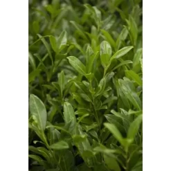 OBI Kirschlorbeer "Herbergii" Höhe Ca. 80 - 100 Cm Topf Ca. 7,5 L Prunus -Schwingen Sie Ihre Topfpflanzen. 2765428 3358 3