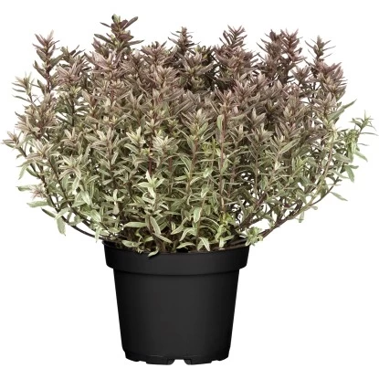 OBI Strauchveronika "Magicolours" Höhe Ca. 10 - 20 Cm Topf Ca. 2 L Hebe 1 OBI Strauchveronika "Magicolours" Höhe Ca. 10 - 20 Cm Topf Ca. 2 L Hebe