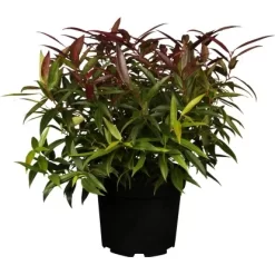 Traubenmyrthe "Burning Love" Weiß Höhe Ca. 5 - 10 Cm Topf Ca. 2 L Leucothoe