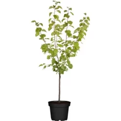 OBI Aprikose "Ungarische Beste" Höhe Ca. 120 Cm - 140 Cm Topf Ca. 10 L Prunus
