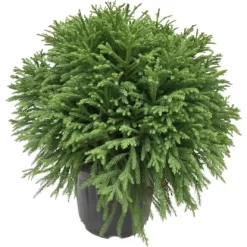 OBI Sicheltanne "Globosa Nana" Höhe Ca. 40 Cm Topf Ca.20 L Cryptomeria Japonica