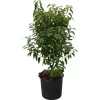 OBI Portugiesischer Kirschlorbeer "Angustifolia" Höhe Ca.70 Cm Topf 10 L Prunus