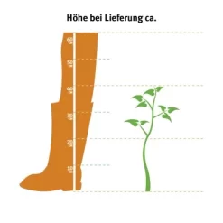 Hainbuche Set à 60 Stück Höhe Ca. 125 - 150 Cm Topf Ca. 5 L Carpinus Betulus -Schwingen Sie Ihre Topfpflanzen. 2 l thuja occidentalis 2 1