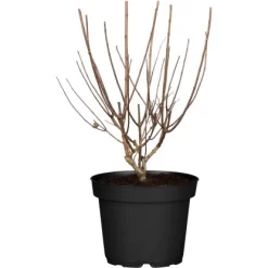 Rispenhortensie "Forever & Ever" Weiß Höhe Ca. 50 Cm Topf Ca. 9 L Hydrangea