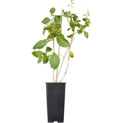 GROW By OBI Bio Goji-Beere Rot Höhe Ca. 20 - 30 Cm Topf Ca. 2 L Lycium