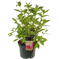OBI Weigelie "Brigela" Rot Höhe Ca. 20 - 30 Cm Topf Ca. 3 L Weigela