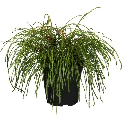 Faden-Lebensbaum "Whipcord" Höhe Ca. 20 - 30 Cm Topf Ca. 4 L Thuja 1 Faden-Lebensbaum "Whipcord" Höhe Ca. 20 - 30 Cm Topf Ca. 4 L Thuja