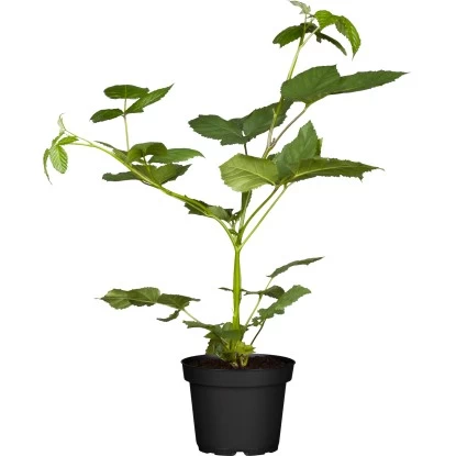 Herbstbrombeere "Little Black Prince" Höhe Ca. 40 - 60 Cm Topf Ca. 6 L Rubus 1 Herbstbrombeere "Little Black Prince" Höhe Ca. 40 - 60 Cm Topf Ca. 6 L Rubus