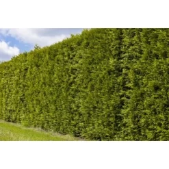 OBI Lebensbaum "Brabant" Höhe Ca. 120 - 140 Cm Topf Ca. 10 L Thuja -Schwingen Sie Ihre Topfpflanzen. 3375078 3358 3