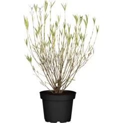 Johanniskraut "Gemo" Gelb Höhe Ca. 40 - 50 Cm Topf Ca. 12 L Hypericum Kalmianum