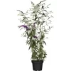 Sommerflieder "Miss Violett" Violett Höhe Ca. 30 - 40 Cm Topf Ca. 5 L Buddleja