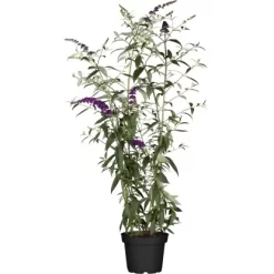 Sommerflieder "Miss Violett" Violett Höhe Ca. 30 - 40 Cm Topf Ca. 5 L Buddleja