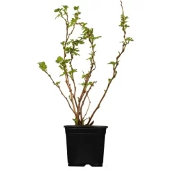 Brombeere Schwarz Höhe Ca. 40 - 60 Cm Topf Ca. 5 L Rubus Fructicosus