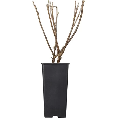 Johannisbeere Weiß Höhe Ca. 40 - 60 Cm Topf Ca. 5 L Ribes Rubrum 1 Johannisbeere Weiß Höhe Ca. 40 - 60 Cm Topf Ca. 5 L Ribes Rubrum