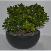 Geldbaum In Schale Topf-Ø Ca. 26 Cm Crassula